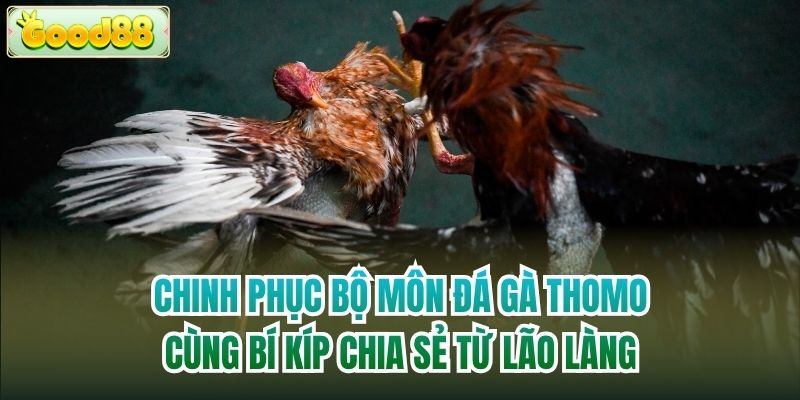 Chinh phục bộ môn đá gà Thomo cùng bí kíp chia sẻ từ lão làng